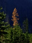 Larch