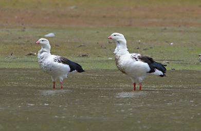 Huaraz LkLlanganuco Bird Andean Goose