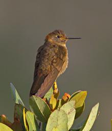 Huaraz Lazy Dog Inn Bird Giant Hummingbird