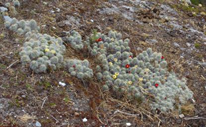 Huaraz QLlaca Cactus