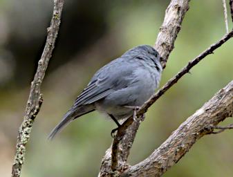 Huaraz QLlaca Bird Plumbeous Sierra Finch