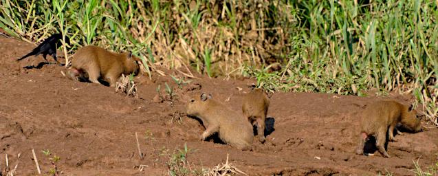 Tambopata Capybara PA031658