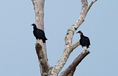 Bird Xxx Vulture
