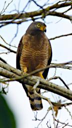 Roadside Hawk