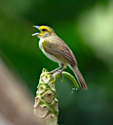 Bird Xxx Yellow