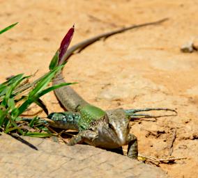 Tambopata Xxx Green Lizard