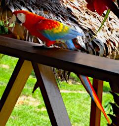 Pet Scarlet Macaw