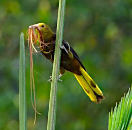 Russet Backed Oropendola