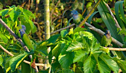 Blue Headed Parrot