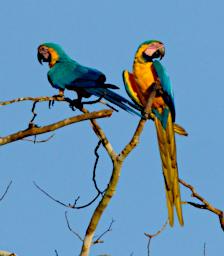 Blue Yellow Macaw