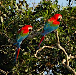 Red Green Macaw