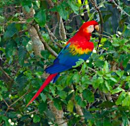 Scarlet Macaw