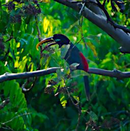 White Throated Toucan