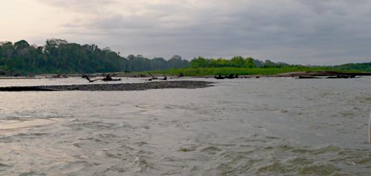 Tambopata Sandbar Logs