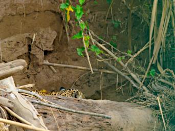 Tambopata Jaguar