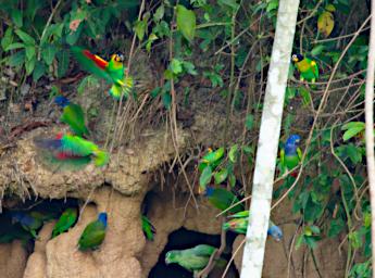 Blue Headed Orange Cheeked Parrot