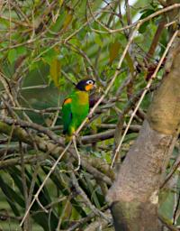 Orange Cheeked Parrot