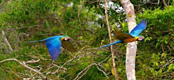 Blue Yellow Macaw