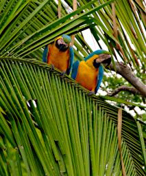 Blue Yellow Macaw
