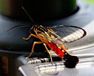 Tambopata Bug Xxx Red Yellow Black