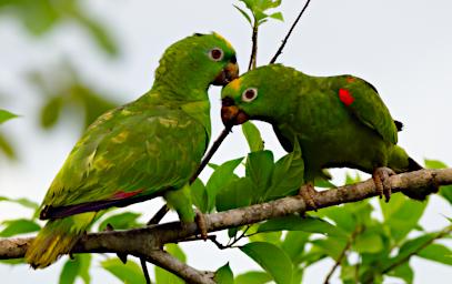 Tambopata LXxx Bird Yellow Crowned Parrot