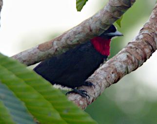 Tambopata Bird Silver Beaked Tanager
