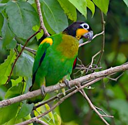 Tambopata Bird Orange Cheeked Parrot