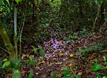 Tambopata Flower Petals