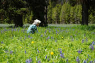 Packer Meadow