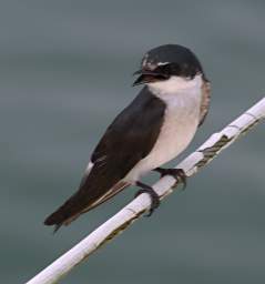 Swallow