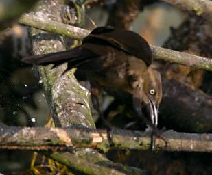 Bird Xxx
