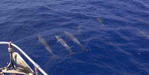 Dolphins