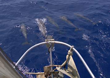 Dolphins