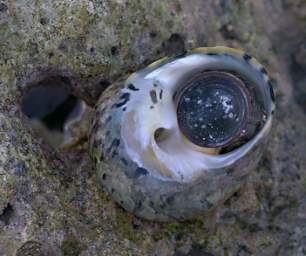 Snails