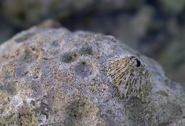 Barnacle