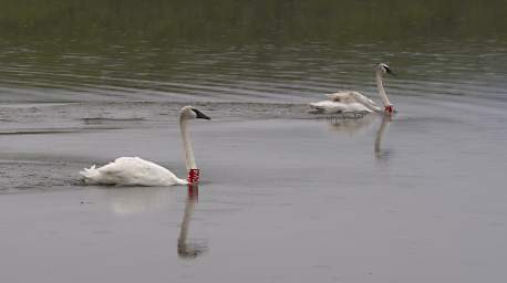 SwanRelease_0301_20130516