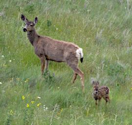 Mule Deer Fawn