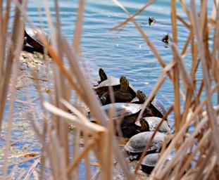 Painted Turtle
