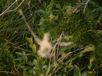 Goat Hair