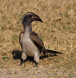 African Grey Hornbill
