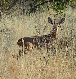 Huab Duiker