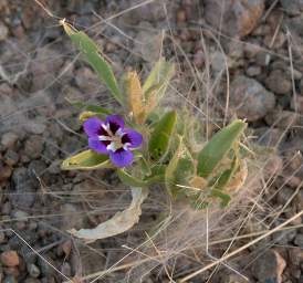 Huab Flower Damara Violet