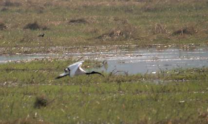African Sacred Ibis