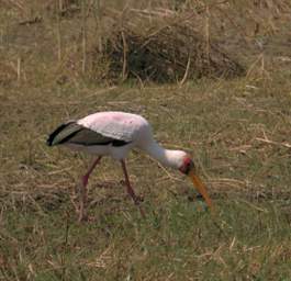 Yellow Billed Stork