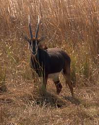 Sable Antelope
