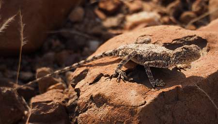 Petrified Forest Ground Agama