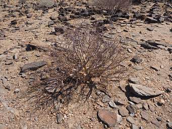 Namib Naukluft Shrub