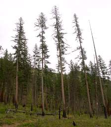 Fire Adapted Larch