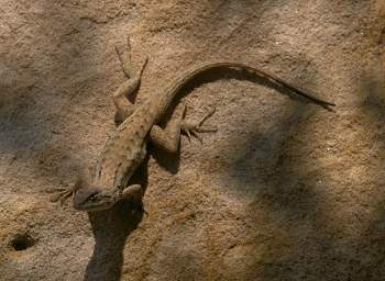 Xxx Lizard
