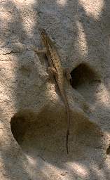 Xxx Lizard